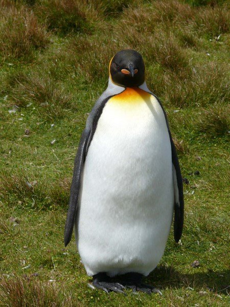 King penguin 2