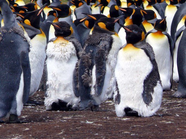 King penguins 3