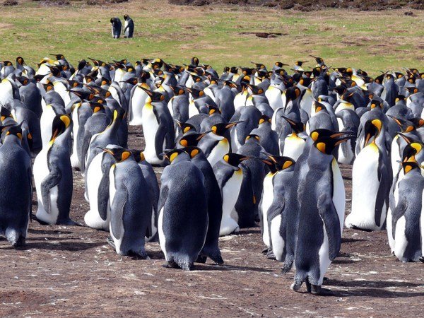 King penguins 4