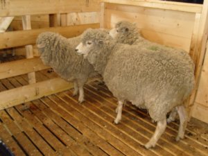 Sheep - before
