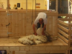 Sheep - during the shearing