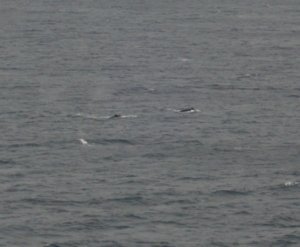 Whales near our ship.