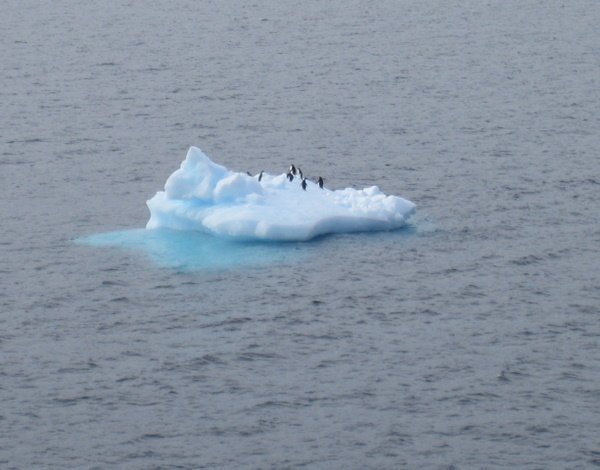 Penguins on an iceberg