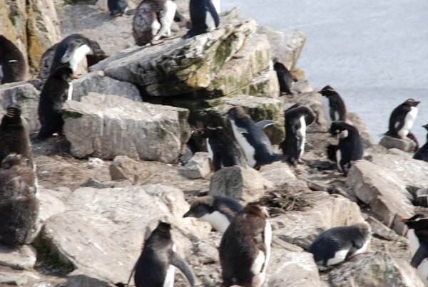 Rockhopper penguins 3