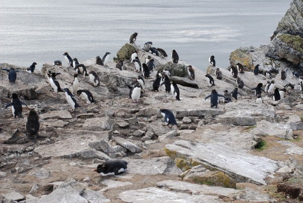 Rockhopper penguins 4