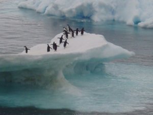 Look at all of the adelie penguins!
