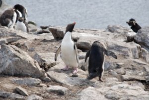 Rockhopper penguins 2
