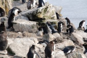 Rockhopper penguins 3