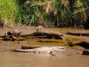 Local croc