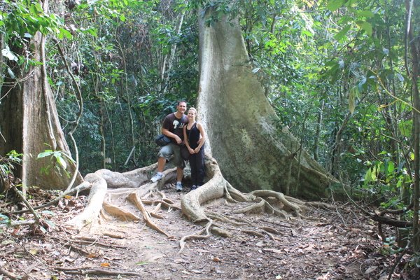 Giant Tualang Tree