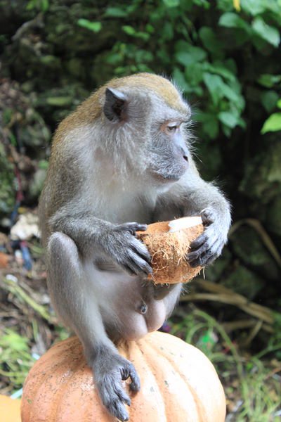 A Macaque eating some fruit.
