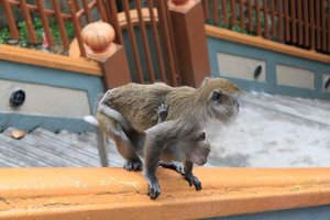 Cheeky Macaque Monkeys