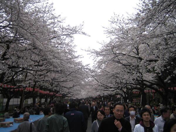 Pretty trees but too crowded