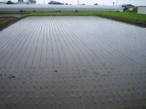 a nearby rice field