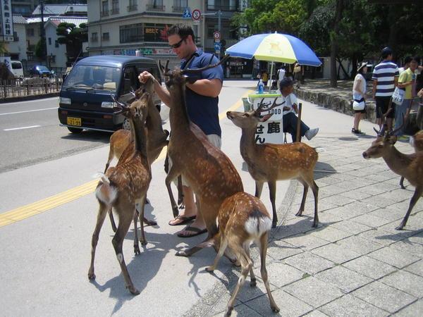 Feeding the deer on Miyajima Island