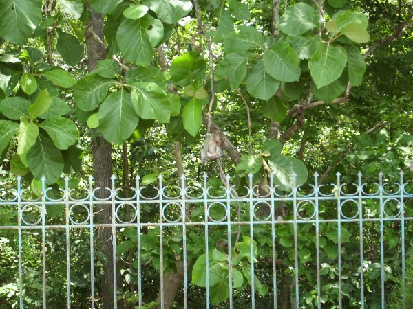 Monkey on the fence
