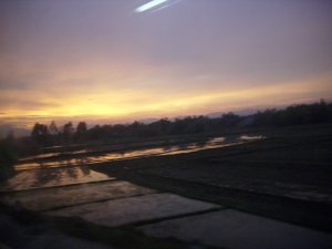 Sunset Over Paddy Fields