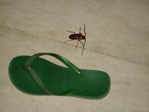 Massive beetle I had to kill so Joey could go back to bed, next to the universal measuring size 13 flip. (Flop not photographed)