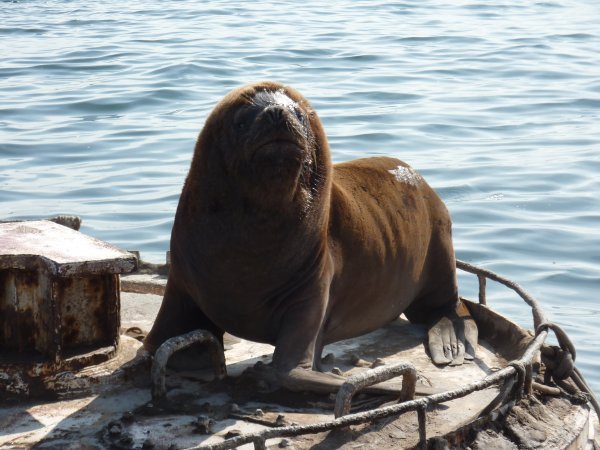 Seehund auf Boje im Hafen
