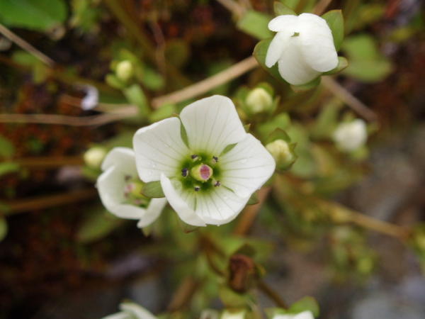 Gentian flower