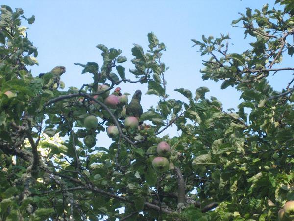 Papageien im Apfelbaum