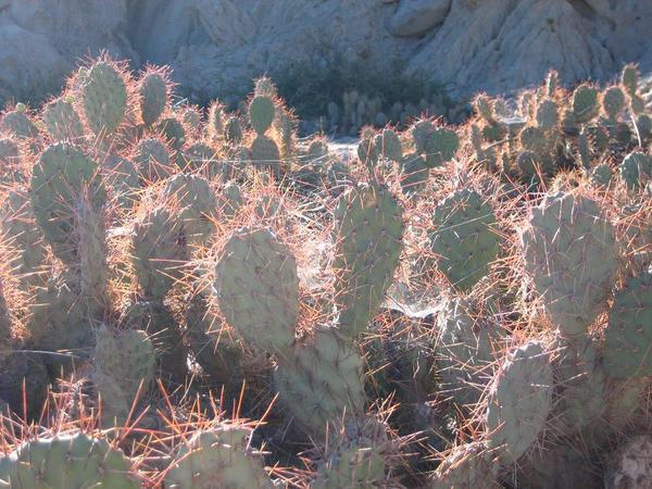 Kaktus in rot