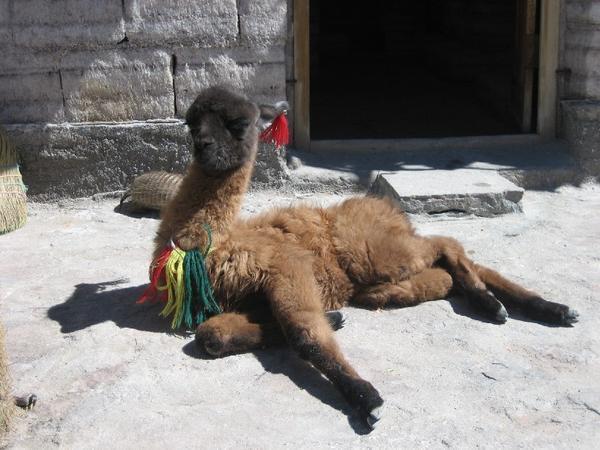 7 Wochen altes Lama