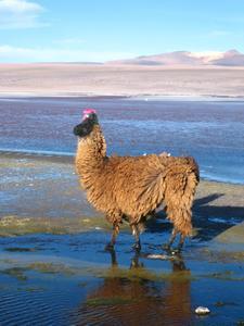 auch Lamas baden
