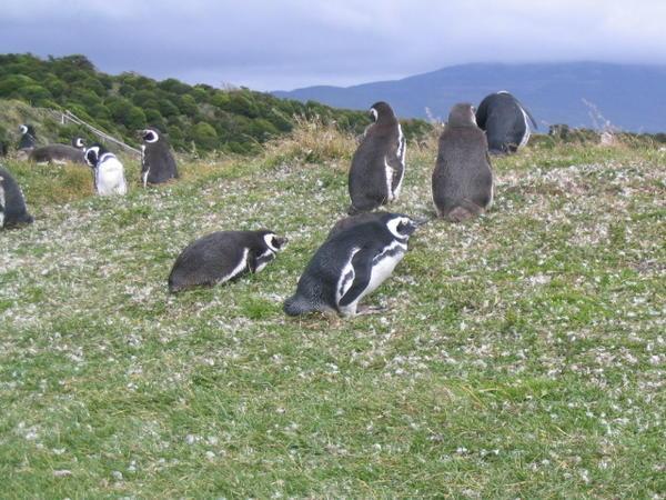 Magallenic Penguins