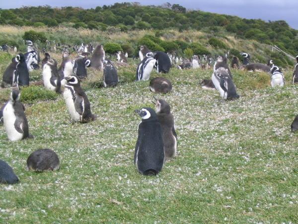 More pengüinos!