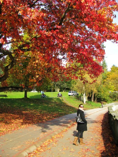 Stunning autumn colour along Stanley Park's fringe