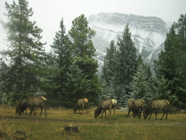 Herds of Elk in Banff NP