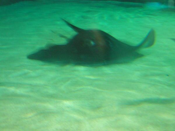 Giant Sting Ray