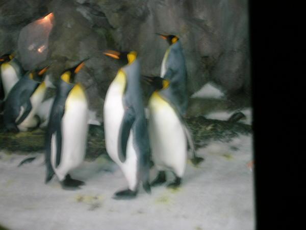 Blurry Penguins
