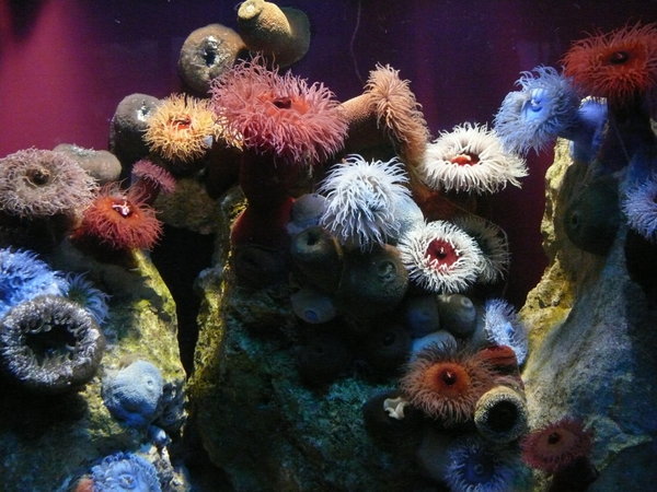 Aquarium 1