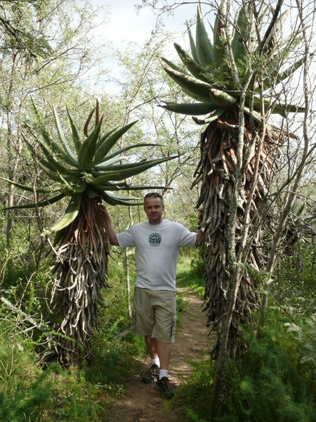 Huge Aloes in Bontebok National Park