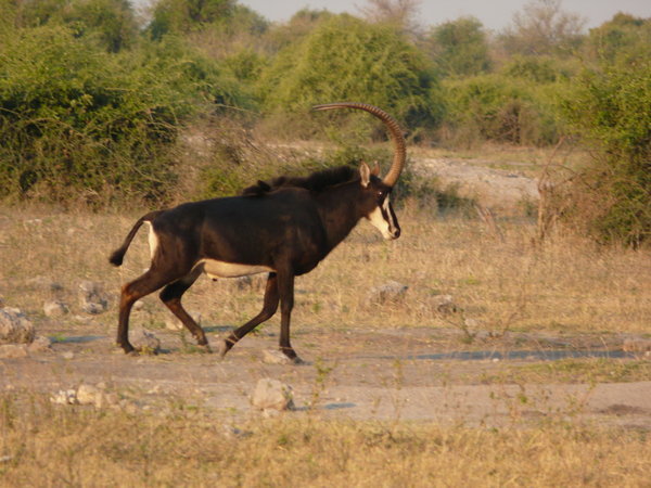 Chobe Park Botswana