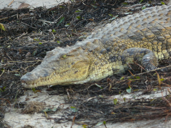 Croc on Zambezi 
