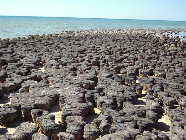 The Stromatolites