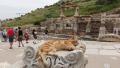 A feline relic at Ephesus