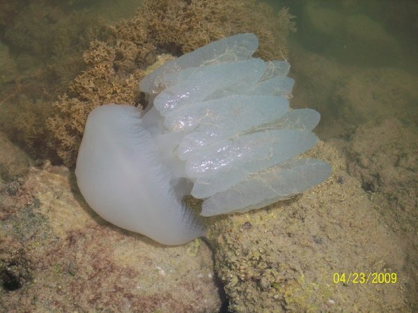 Arabian Gulf Jelly fish-