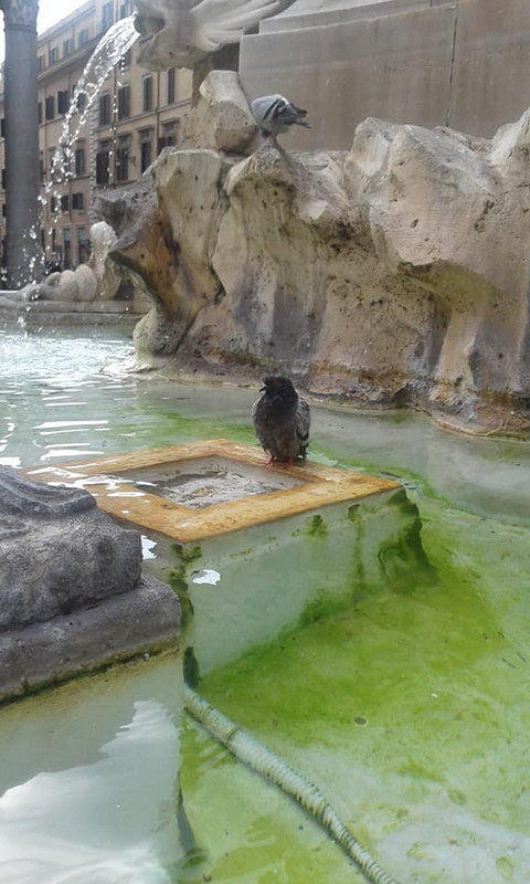 Rome - Pantheon - Fountain bird bath for pigeons
