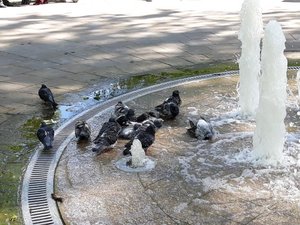 Ducks splashing in the fountain at Russells Square near the British Museum