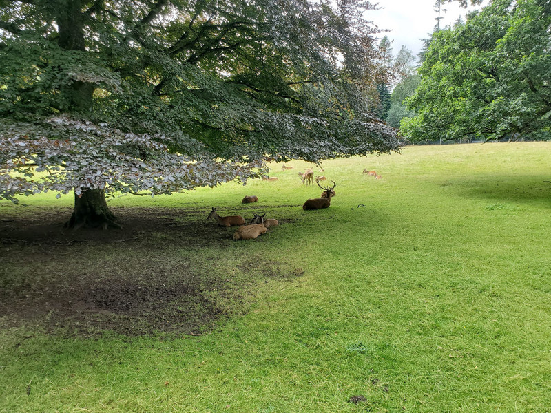 Blair Castle with a herd of red deer