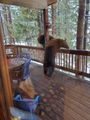 2023 Bears climbing off our porch