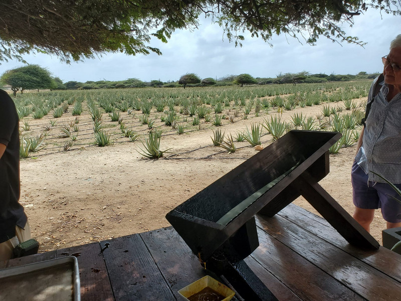 Aruba Aloe plantation