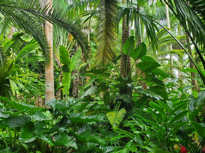 St. Lucia jungle