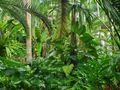 St. Lucia jungle