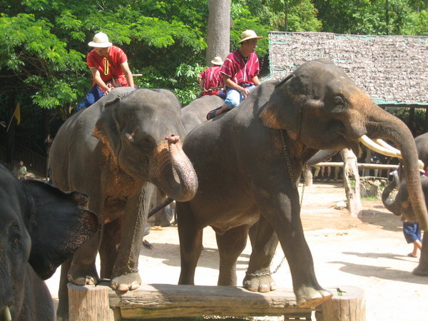 Parade of Elephants