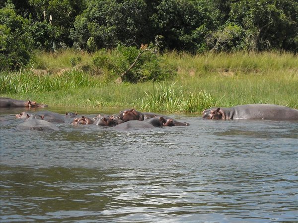 Hippos in the Nile